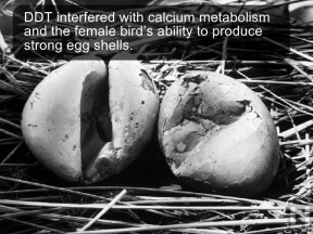 Marine Pollution - DDT, Eagle eggs