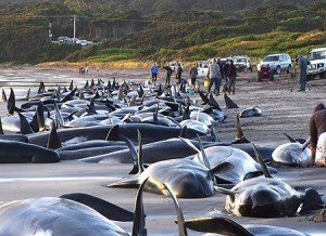 whales-beached_in_tasmania