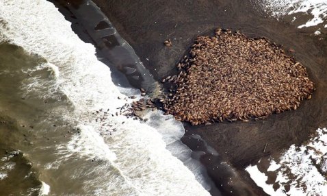 climate-change-an-estimated-35000-walruses-are-pictured-are-pictured-hauled-out-on-a-beach-near-the-village-of-point-lay-alaska-700-miles-north-west-of-anchorage-in-this-september-2014-photogra