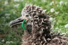 ingestion-albatross-fledgling-chris-jordan