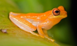 climate-change-the-golden-toad-was-once-native-to-the-cloud-forests-of-costa-rica-but-climate-change-aggravated-the-threats-from-deadly-chytrid-fungus-and-pollution-eventually-driving-the-species
